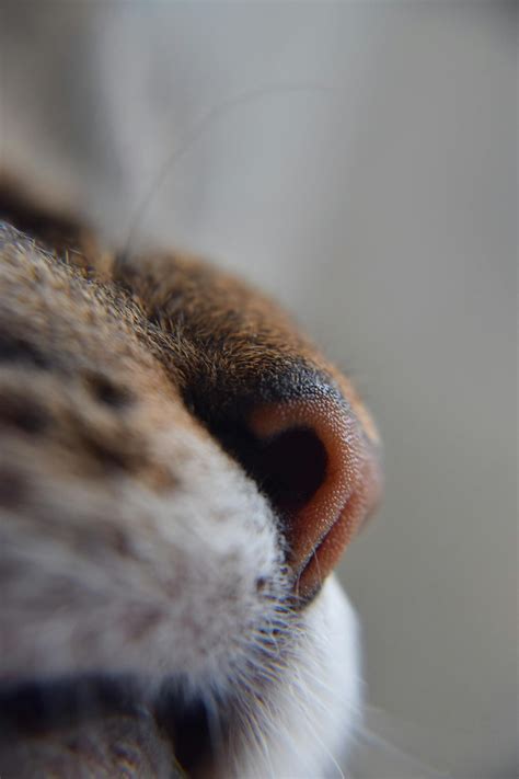 Free Stock Photo Of Animal Cat Cats Nose