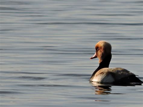 Nette Rousse Lac De Constance Photo Gratuite Sur Pixabay Pixabay