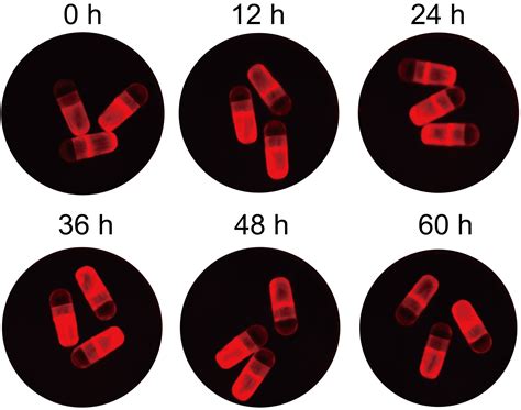 New mRNA pill bypasses injections for gut-targeted therapy