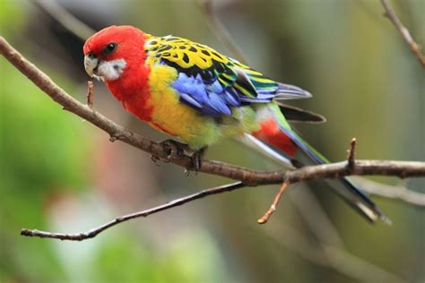 Types Of Australian Parrots