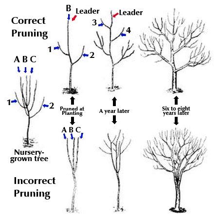 fruit tree pruning diagram