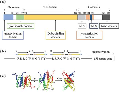 Potential therapeutic targets of TP53 gene in the context of its ... 