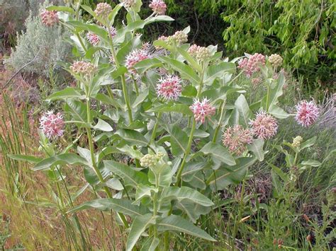 7 Spring Planting Secrets For Growing Great Milkweed Plants