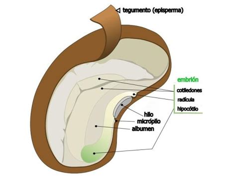 Partes De La Semilla Y Sus Funciones Con Esquemas