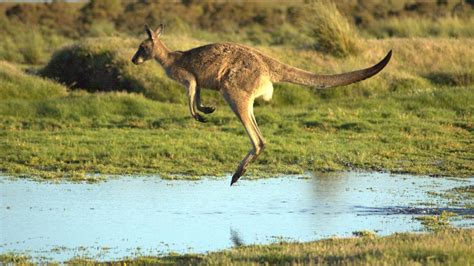 Le saviez vous Pourquoi les kangourous se déplacent ils en sautant