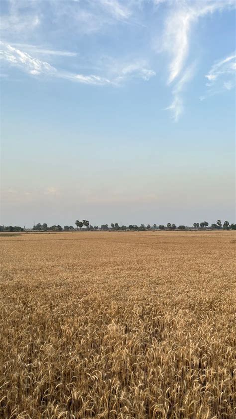 Wheat Field | Wheat fields, Southern life, Dressage horses