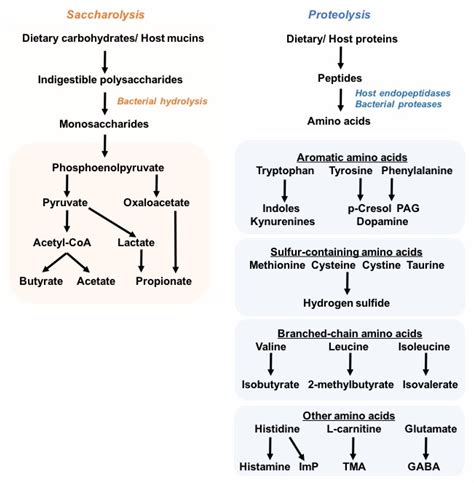 Tryptophan Catabolites In Intestinal Homeostasis And Inflammation