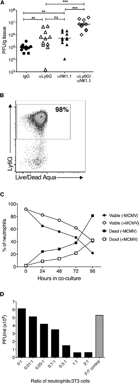 Neutrophils Limit Mcmv Replication In Vitro A Mcmv Infected Mice Were