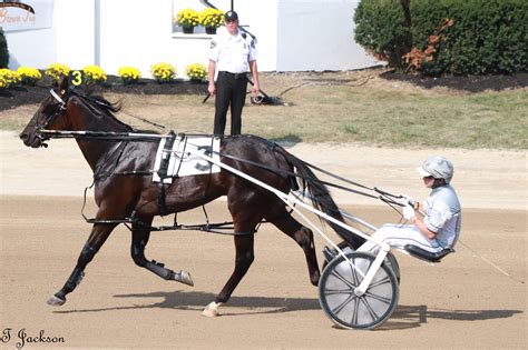 Pin on Harness racing | Harness racing, Horses, Animals