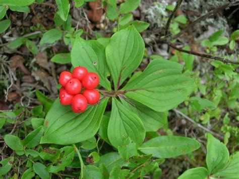 Cornus canadensis (Cornaceae) image 16266 at