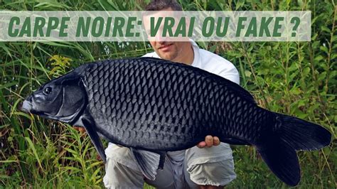 Carpe Noire O La P Cher Habitat Morphologie P Cher Gros