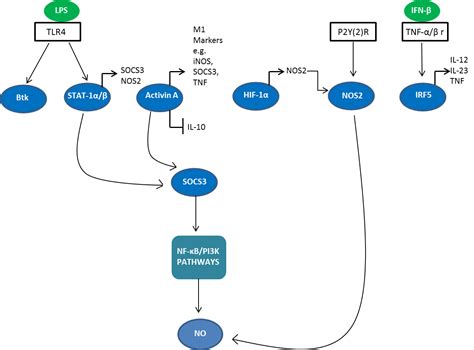 Macrophage Polarization Mini-review | Bio-Rad