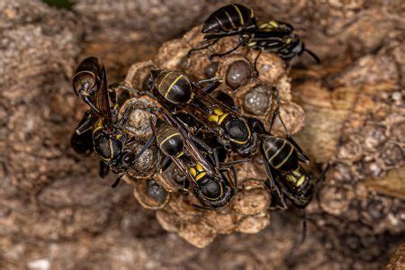 Vespas De Papel De Cintura Longa Adultas Do G Nero Mischocyttarus