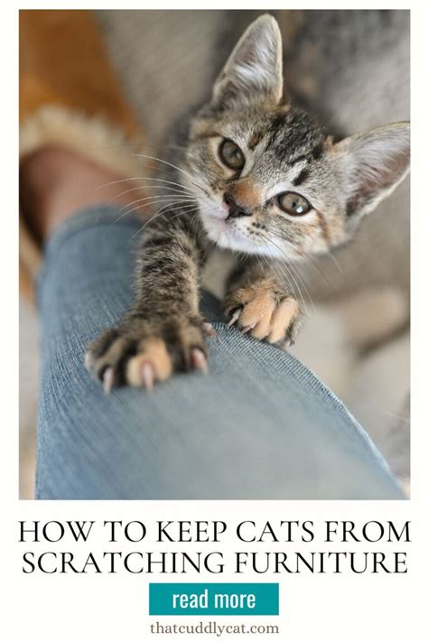 How To Keep Cats From Scratching Furniture - That Cuddly Cat