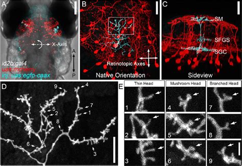 Dendritic Spines On PyrN Apical Dendrites A Dorsal View Whole Brain