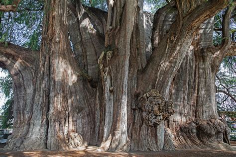 Ahuehuete Todo Lo Que Debes Saber Sobre El árbol Nacional