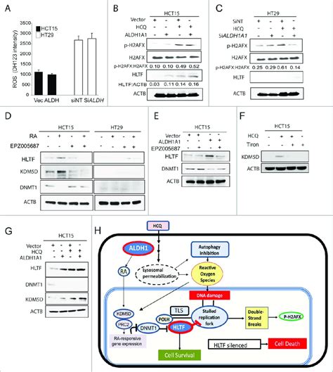 Modulation Of Hcq Efficacy By Aldh A And Hltf A Ros Levels In Hct