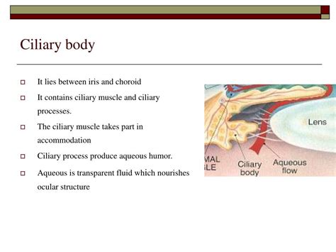 PPT - Iris, ciliary body and choroid PowerPoint Presentation, free ...