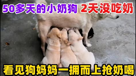 50多天的小奶狗，2天没吃奶，看见狗妈妈来了一拥而上抢奶喝 Youtube