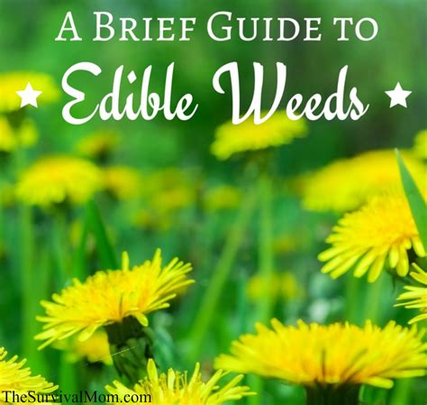 A Brief Guide To Edible Weeds Survival Mom