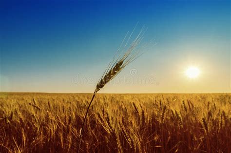 Field with Harvest and Sunset Stock Image - Image of growth, bread ...