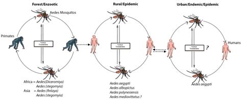 Dengue Transmission Cycle