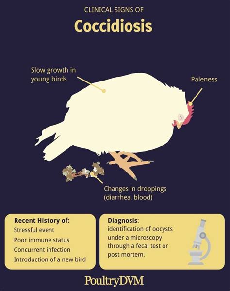 Signs Of Coccidiosis In Chickens