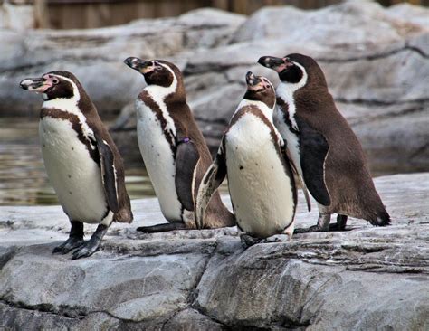 Penguin Zoo Stock Photos, Images and Backgrounds for Free Download