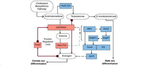 Our Interpretation Of The Sex Determination Pathway Based On The Download Scientific Diagram