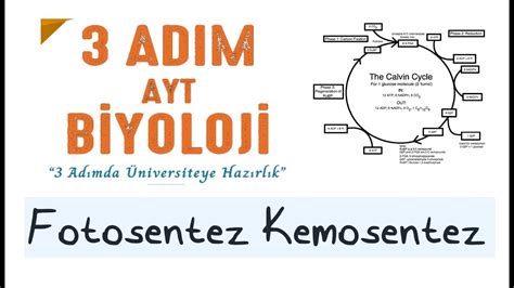 3 ADIM AYT BİYOLOJİ FOTO KEMOSENTEZ 2 ADIM fotosentez aytbiyoloji