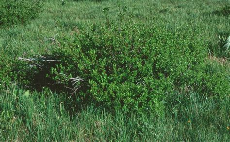 Trees Planet Salix Arizonica Arizona Willow