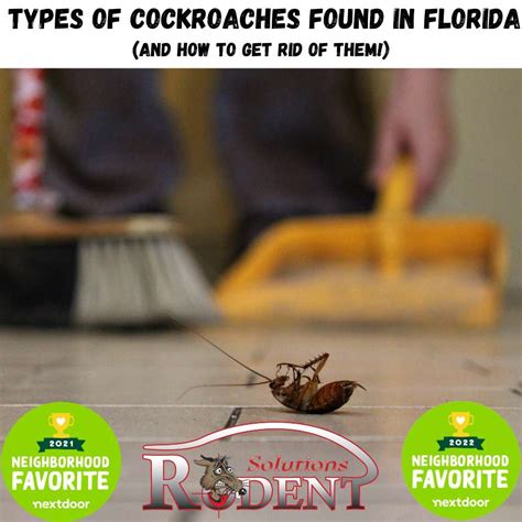 Types Of Cockroaches In Florida And How To Get Rid Of Them