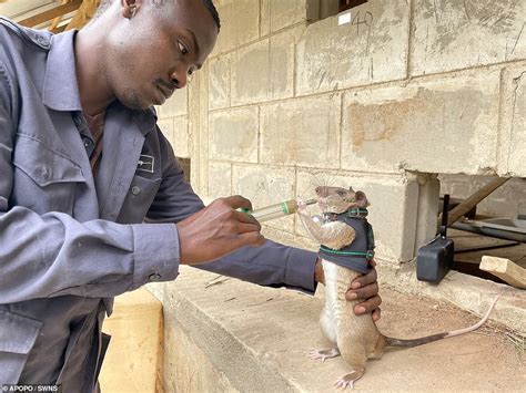 Rats to the rescue: Rodents are being trained to go into earthquake debris to find survivors ...