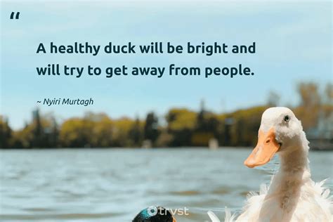 42 Duck Quotes And Sayings About The Friendly Waterfowls (2024)