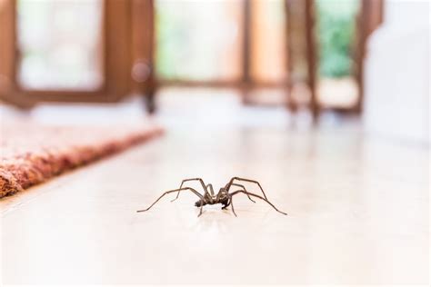 16 Enigmatic Facts About Common House Spider - Facts.net