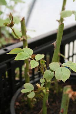 Les Mains Dans La Terre Boutures De Rosiers Bouture Rosier