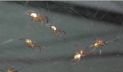 Spider Information , Brown Recluse , Hobo, And Black Widows: Baby Black ...