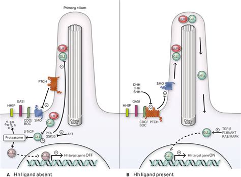 Hedgehog Signaling Pathway