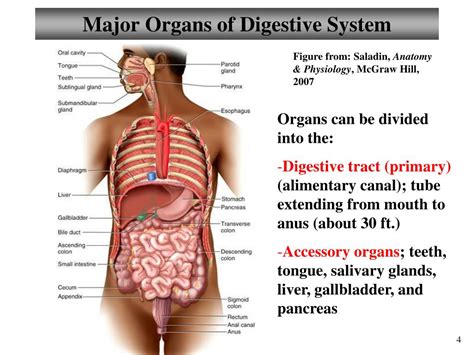 Ppt Chapter 23 Digestive System Lectures 9 And 10 Powerpoint