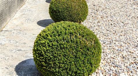 27 Varieties of Boxwood for Your Garden