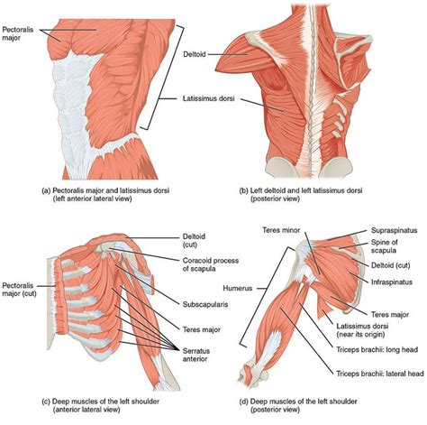 Top Pictures Bony Structures Of The Shoulder And Upper Limb Updated