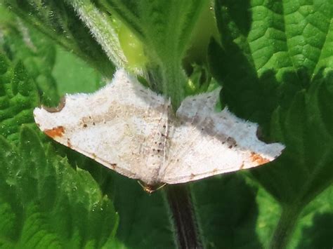 Residents in sturminster marshall dorset are protesting new roads 31