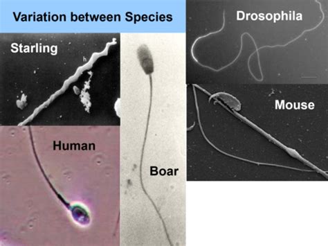 Fertilisation And Blastocyst Development Flashcards Quizlet