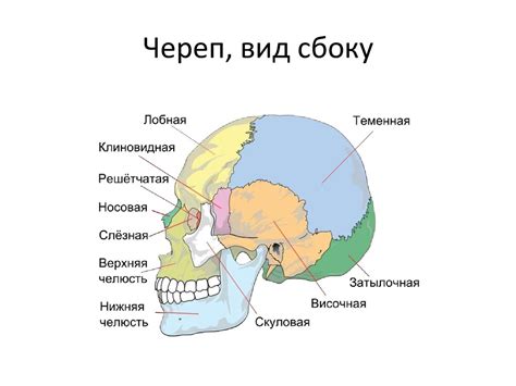 Скелет головы - презентация онлайн