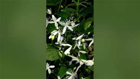 Clematis Terniflora Aromatic Jui জুঁই Youtube