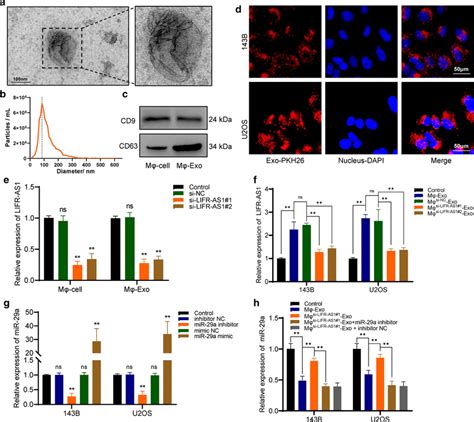 LIFR AS1 Can Be Transmitted From Macrophages To Osteosarcoma Cells Via