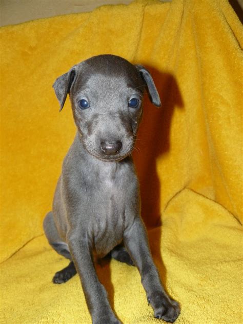 Elevage De La Ribière Des Brumes eleveur de chiens Petit Levrier Italien