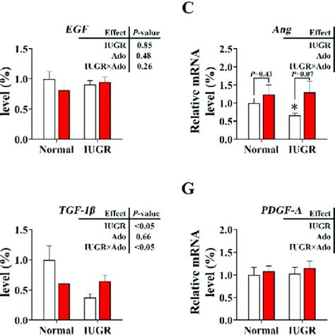 Western Blot Protein Expression Analysis Of Angiogenesis Related