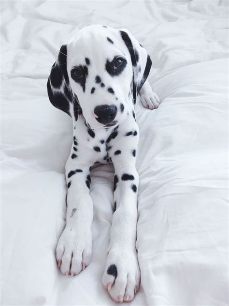 Pin on Dalmatians