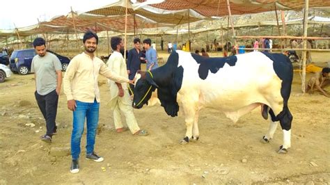 Cow Mandi 2023 Cow Mandi Cow Mandi 2023 Karachi Northern Bypass